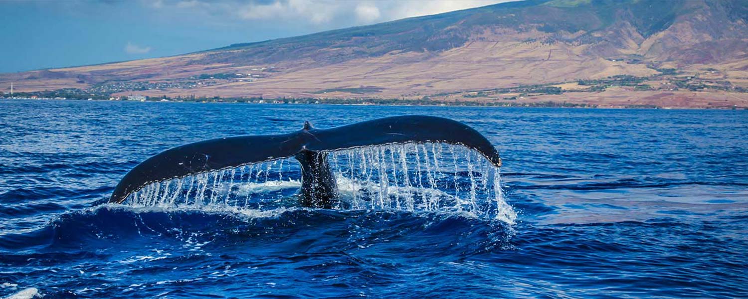 image of whale